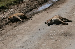 Two hyenas resting in the road with very full tummies.