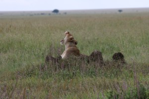 Our first Lion(ess)!