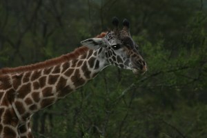 Giraffe means elegant, which they are; and look at those eyelashes.