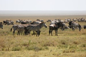 Zebras and Wildebeests hangin' together.