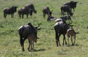 Babies staying very close to Mom.