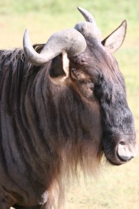 Isn't he a handsome fellow?