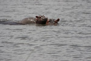 Baby hippo being supported by Mamma  (literally).
