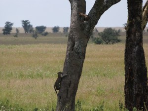 Two baby leopards - one crawling down and one in crook of tree.