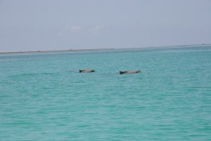 Dolphins accompany our boat ride.