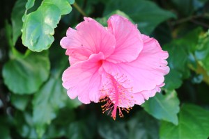 One of the many pretty flowers in the yard.