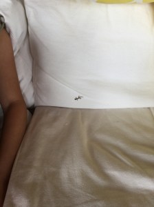Look - A Baby Gecko on our the couch next to Natalie!
