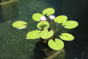 Water lilies in the Koi pond at the entrance to the house.