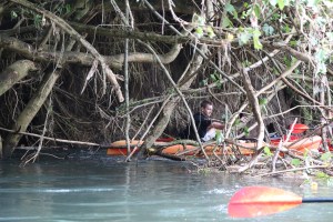 Jake hiding out in the trees, waiting for the rain to stop.