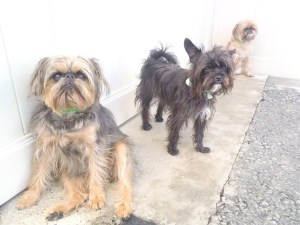Dali and Obi at Local Bark (doggy day care).