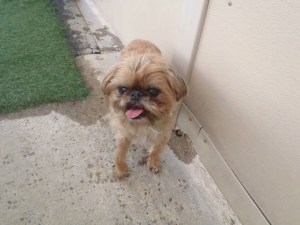 Chewie with his little tongue sticking out!