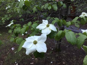Everywhere you look are large Dogwood Trees blooming with hundreds of these white flowers.
