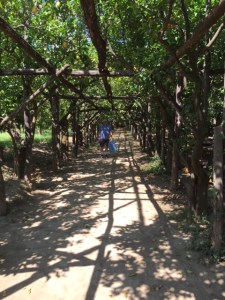 Michael walking down a long covered area of the garden.