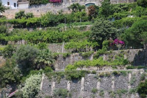 Here is another shot showing the trees in the orchard.